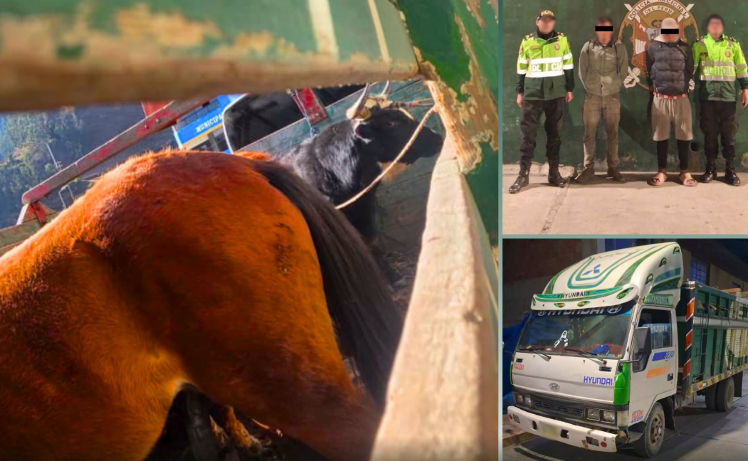 POLICÍA DETIENE A DOS SUJETOS POR PRESUNTO ABIGEATO E INCAUTA VEHÍCULO QUE TRANSPORTABA GANADO
